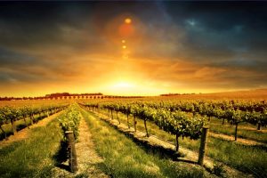 Chianti